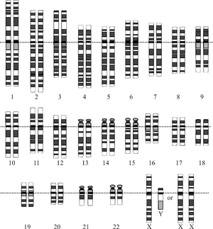 300px-Karyotype